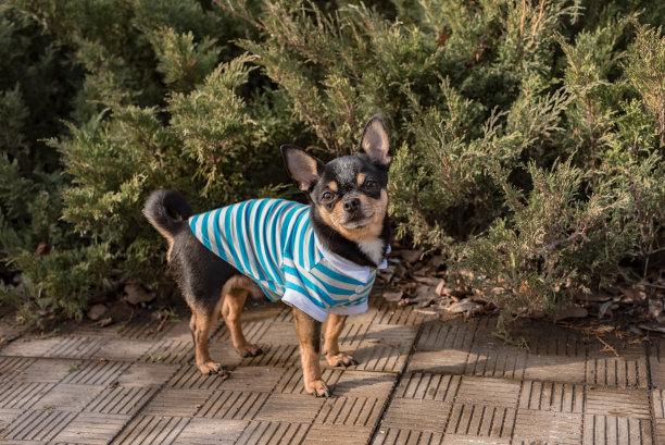 吉娃娃狗。在好天气遛狗。衣服为狗。穿着衣服散步的吉娃娃狗图片下载