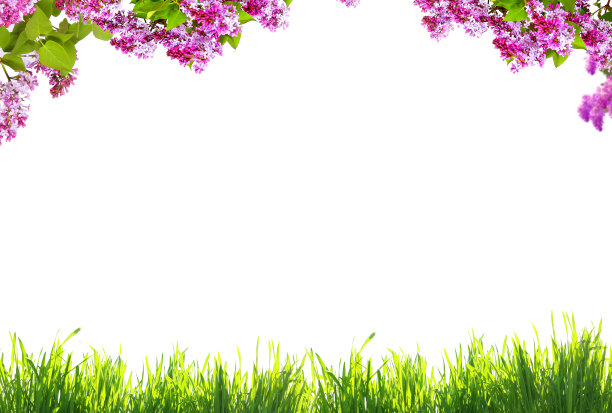 白色背景上点缀着春天的鲜花和绿草图片下载