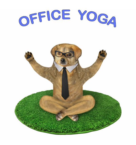 狗在圆垫上做瑜伽2图片下载