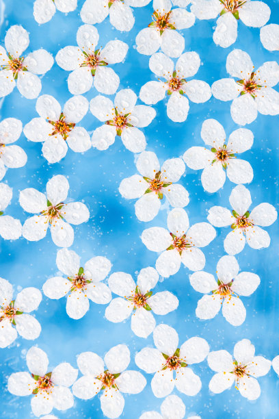 浅蓝色的背景下，漂浮在水面上的野樱桃白花与水滴平躺在一起图片下载