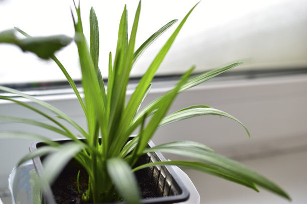 窗台上的花盆里种着夏季绿花的幼苗图片下载