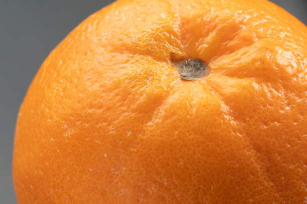 橙色的特写镜头图片下载