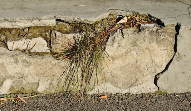 在老水泥墙附近的道路上长着绿色的草丛图片下载