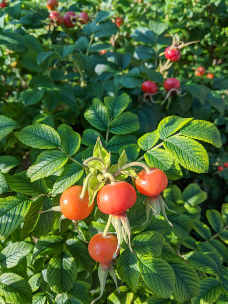 一种灌木上的橙色玫瑰果，用作药用茶。特写照片的玫瑰臀部的广告和包装图片下载