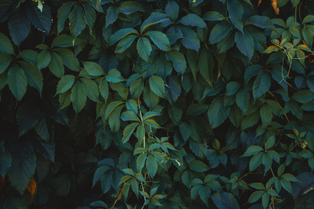 新鲜的绿叶覆盖着墙壁。天然的绿色背景来自年轻的绿叶。图片下载