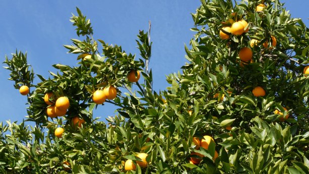 树上的柑桔类水果，美国加利福尼亚。春季花园，美国当地农业农场种植园，宅基地园艺。多汁的新鲜叶片，异国情调的热带采摘。春天的天空图片下载