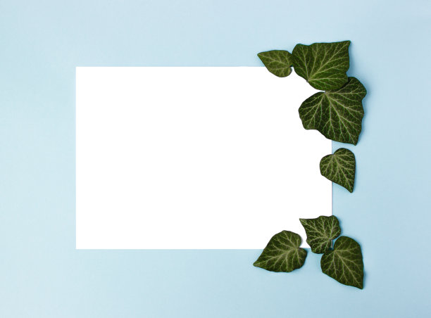 框架和绿色的叶子在蓝色的背景。纸空白。绿色常青藤叶子的创造性安排。图片下载