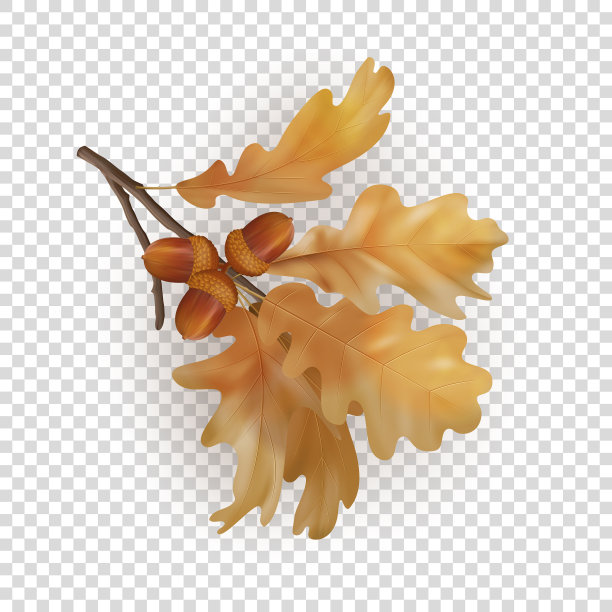 秋天橡树分支图片下载