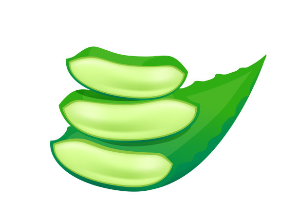 芦荟叶孤立在白色，芦荟茎，修剪艺术芦荟叶图片下载