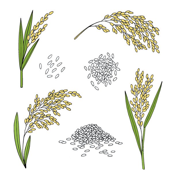 大米。谷物的耳朵,粮食。手绘矢量草图插图。图片下载