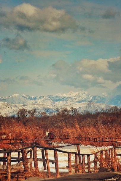 冬天，雪山下的沙滩芦苇图片下载