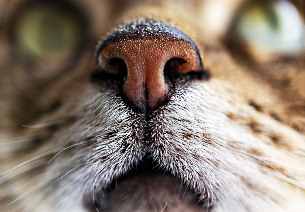 姜红色鼻子近处和白色下巴虎斑猫，猫肖像，国际猫日图片下载