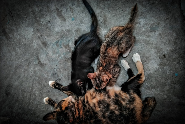 母亲的爱图片下载