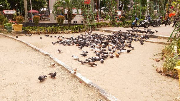 早上的活动在拉潘甘默迪卡(默迪卡广场)，鸟儿飞翔和玩耍。图片下载