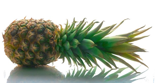 菠萝躺在白色的背景上图片下载