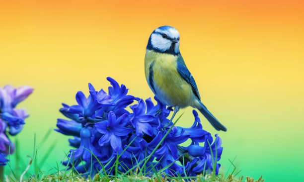 春天的蓝山雀图片下载