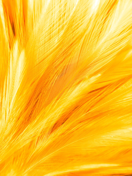 美丽抽象的白色和棕色羽毛上的黑色背景，柔软的黄色羽毛纹理上的白色图案和黄色背景，羽毛背景，金色羽毛横幅图片下载