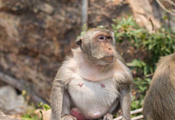 泰国灵长类猴子在泰国东南亚图片下载