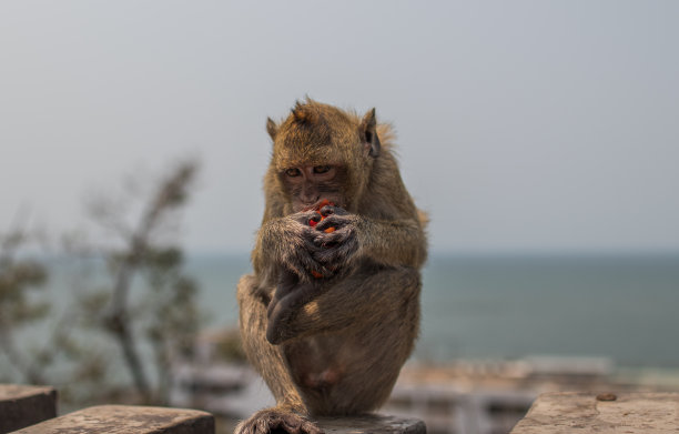 泰国灵长类猴子在泰国东南亚图片下载