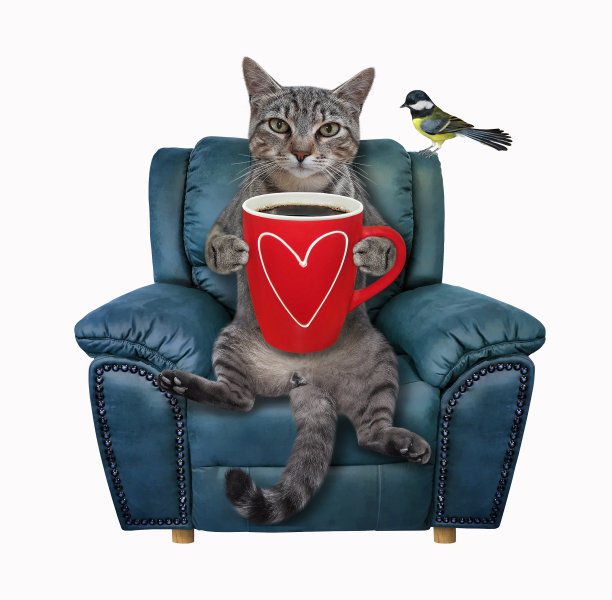 椅子上的猫格雷喝黑咖啡图片下载