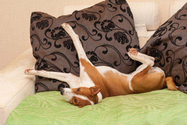 在沙发上休息时，年轻的巴森基狗在伸展自己图片下载