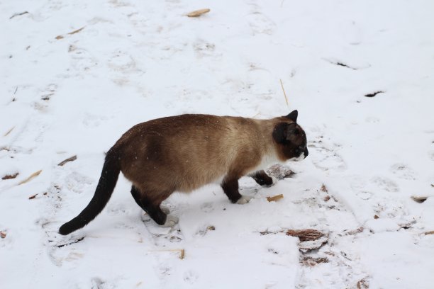 暹罗猫探索户外雪可爱毛茸茸的小猫与蓝色眼睛和雪貂皮毛图片下载