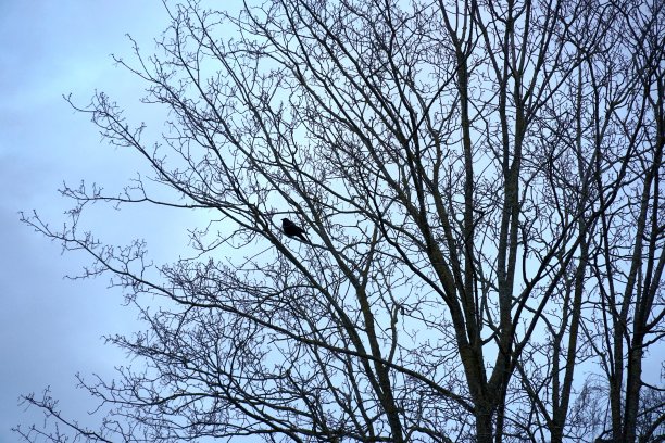 冬天，树冠的剪影和一只黑鸟或乌鸦坐在光秃秃的树枝间。这棵树几乎占据了所有的空间，背景是清澈的蓝天。图片下载