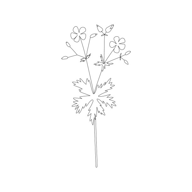用天竺葵手绘的矢量线插图。极简主义者的花和香草。用于标识设计，纹身，明信片的野花图片下载