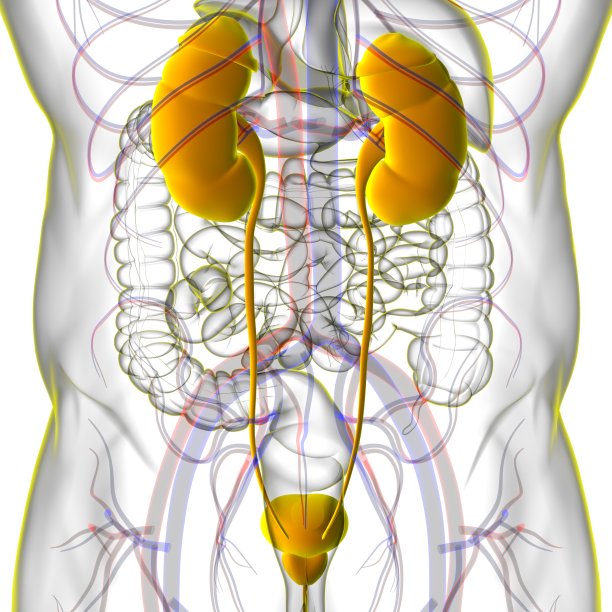 人体泌尿系统肾脏与膀胱解剖学的医学概念3D渲染图片下载