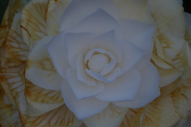 白色的山茶花图片下载