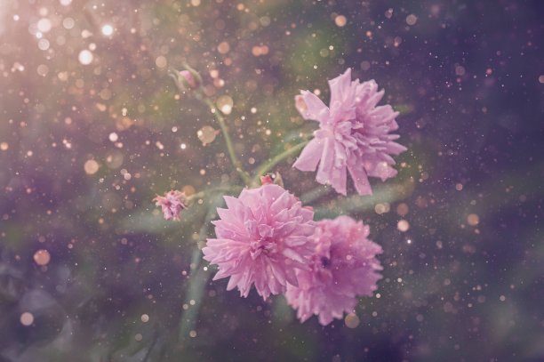 春天的花朵图片下载