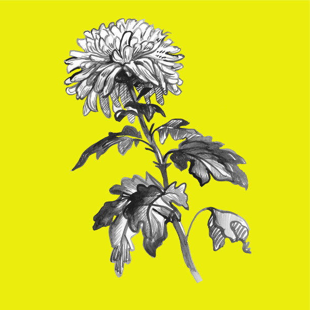 写实的笔触勾画了菊花、茎、叶的灰色色调。孤立的黄色。图片下载