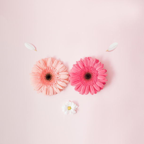 非洲菊、雏菊和菊花的花瓣代表猫头鹰。在粉红色的背景上。平的。最小的。图片下载
