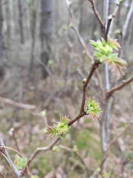 春天唤醒大自然图片下载