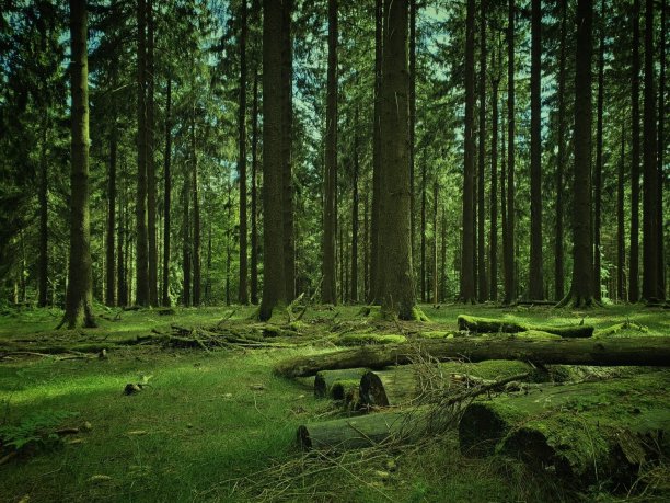 绿色森林的宁静图片下载