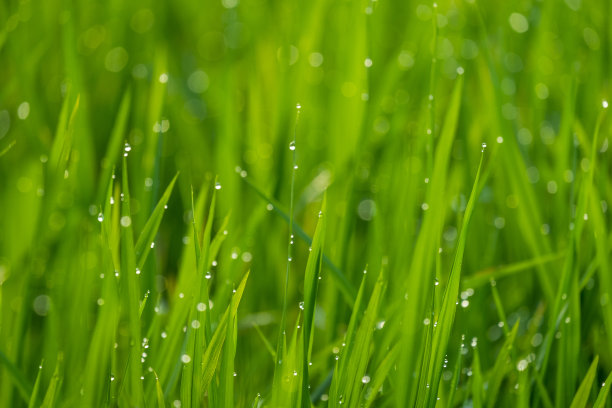 嫩绿嫩绿的稻叶上带着露水，画面适时模糊清晰，清晨给人一种清爽的感觉，适合用于自然的印刷或图形作品中。素材图片
