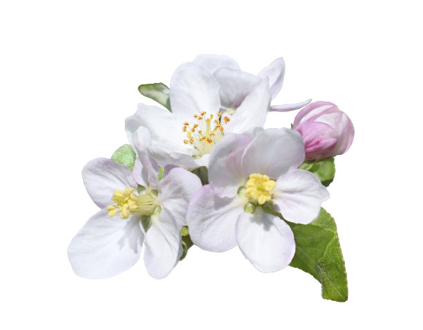 一个盛开的苹果树枝的特写，粉红色和白色的花孤立在白色的背景。图片下载