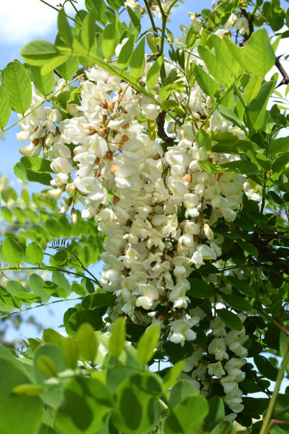 枝条刺槐、假刺槐、刺槐特写。图片下载