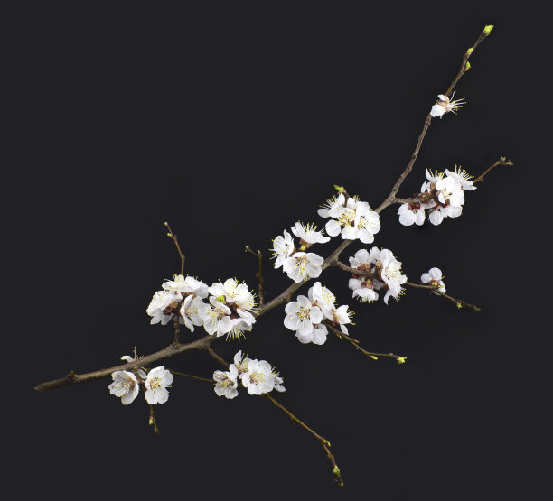 盛开的杏树枝孤立在黑色的背景。图片下载