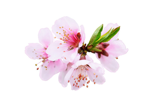 鲜桃花孤立在白色上。图片下载