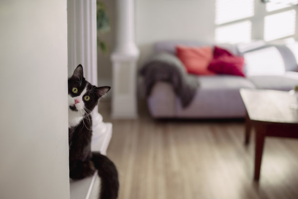 客厅里可爱的家猫图片下载