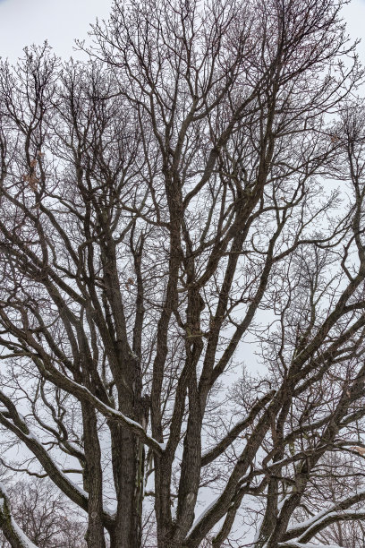 城市公园里的一棵老橡树图片下载