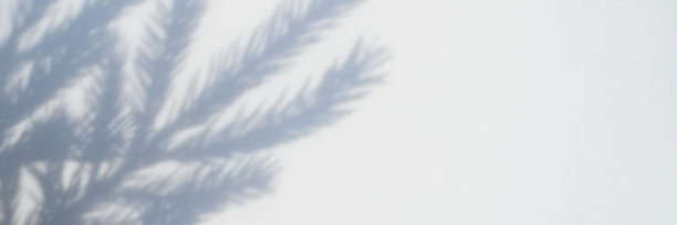 模糊的照片，一个影子从一个圣诞节树枝上的白灰色背景墙或桌子。横幅图片下载