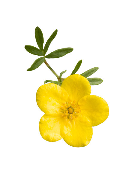 毛茛单小软黄色花，花具茎孤立俯视图图片下载