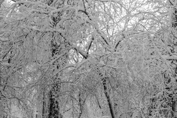 1月中旬雪地里的树木的黑白照片图片下载