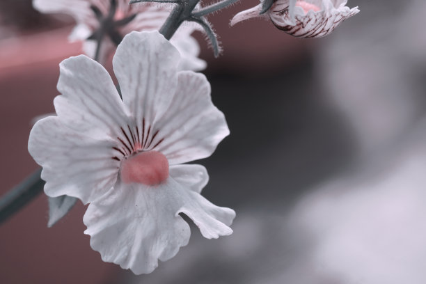 樱花，自然图案，花和背景的多色照片。图片下载