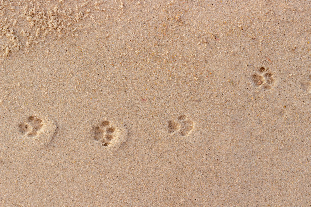 猫爪印。有趣的背景图片下载