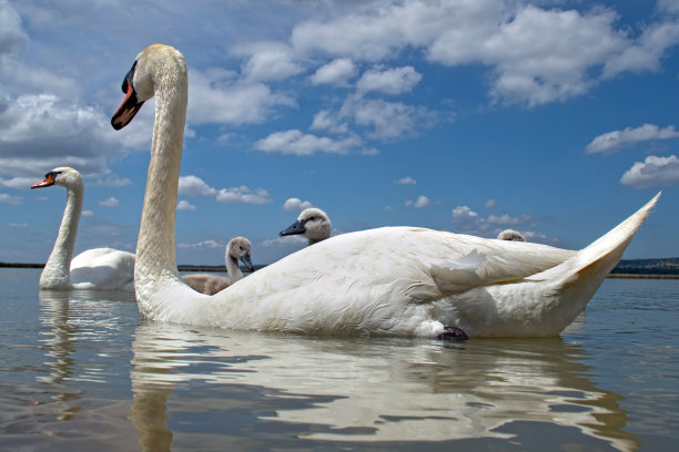 鸟哑巴天鹅一家和可爱的小天鹅一起在碧水巴拉顿湖里游泳，彩色照片第6张。图片下载