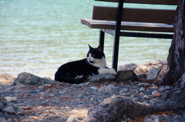 那只猫正在海滩上休息。一只黑白相间的猫躺在沙滩上的长椅旁边图片下载