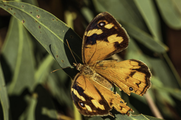 普通棕色蝴蝶，Cotter Reserve, ACT, 2021年2月图片下载